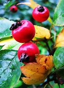 Image result for Autumn Berry