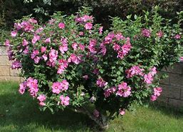 Image result for Hibiscus syriacus w.r. Smith