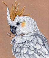 Image result for Bird Art Drawing
