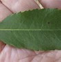 Image result for Oval Leaf Plant