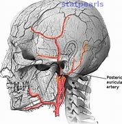 Image result for Auricular Artery