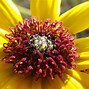 Image result for helianthus