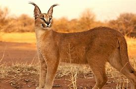 Image result for caracal