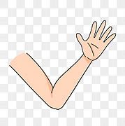 Image result for Free Clip Art of Arm