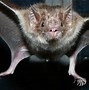 Image result for Mexican Bulldog Bat