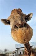 Image result for Free Funny Animal Wallpaper