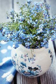 Image result for Forget Me Not Flowers in Pots