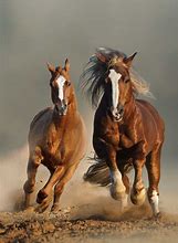 Image result for Fastest Horse Breed