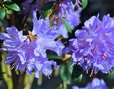 Rhododendron Blue Tit-এর ছবি ফলাফল