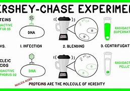 Image result for Hershey and Chase DNA Experiment
