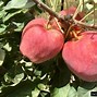 Image result for Dwarf Anna Apple Tree