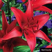 Image result for Lilium Red County