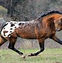 Image result for Spotted Horse