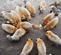 Image result for All 37 Fox Breeds