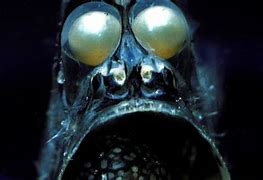 Image result for Weird Underwater Sea Creatures