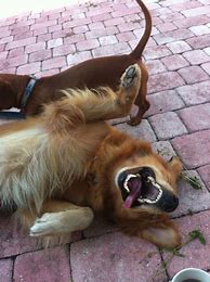 Image result for Funny Animals 
