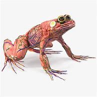 Image result for Frog Muscle Bath