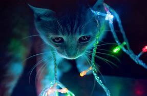 Image result for Moving Cat Screensaver