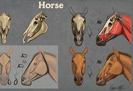 Image result for How to Draw a Realistic Dressage Horse Head
