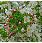 Image result for Apple Blossom Flower Tree
