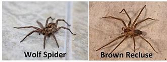 Image result for Brown Recluse Spider vs Wolf Spider