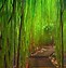 Image result for High Resolution Bamboo Forest Wallpaper