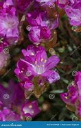 Image result for Armeria juniperifolia Drakes Deep Form