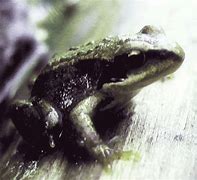 Image result for Sand Frog