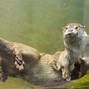 Image result for Otter Head