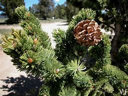 Pinus aristata Silver Dad ಗಾಗಿ ಇಮೇಜ್ ಫಲಿತಾಂಶ