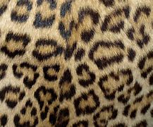 Image result for Leopard Skin Wallpaper