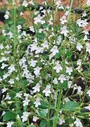 Image result for Calamintha nepeta White Cloud