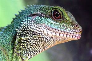 Image result for Pet Lizard Species