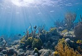Image result for North Sea Underwater