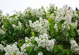 Syringa Flowerfesta White に対する画像結果