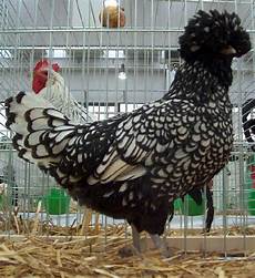galline da cortile gallina di razza padovana argento orlo nero animali galline da cortile gallina di razza padovana argento orlo nero animali