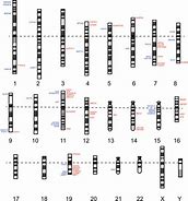 Image result for Chromosome Map Tool