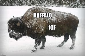 Image result for Buffalo New York Meme