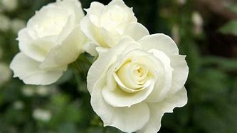 Image result for White Rose Flower