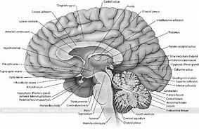 Image result for Charts On How Memory Works Anf Brain Labeled