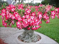 Image result for Desert Rose Cactus Flower