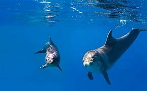 Image result for Dolphin Underwater Photo