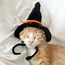 Image result for Cat Witch Hat