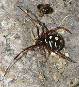 Image result for Immature Male Black Widow Spider
