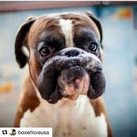 Image result for Silly Boxer Dog
