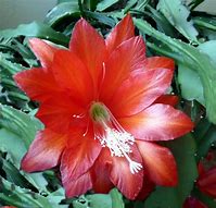 Image result for Types of Easter Cactus