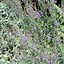 Résultat d’images pour Linaria purpurea canon j. Went