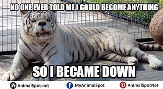 Image result for Down Syndrome Tiger Meme