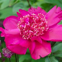 Paeonia Nippon Beauty (Lactif-SD-Group) に対する画像結果