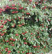 Image result for Cotoneaster lacteus